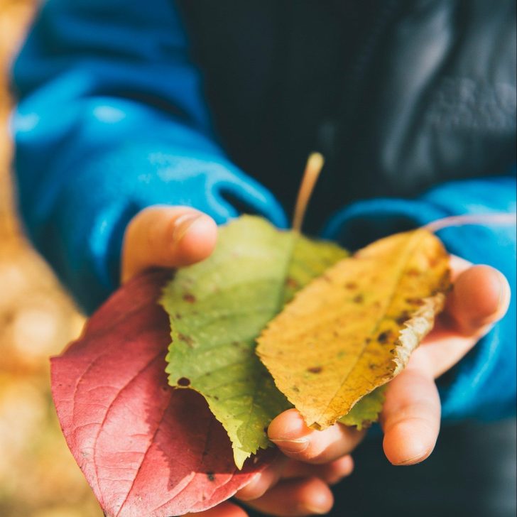 Childcare Papukra – Natures Point – Inspired by nature Childcare in Papkura - Natures Point